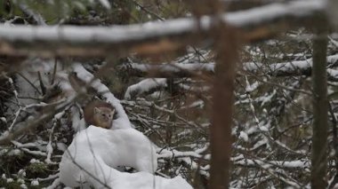 Kanada 'nın vahşi doğasında çam mermeri