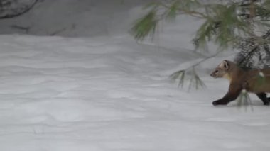 Kanada 'nın vahşi doğasında çam mermeri