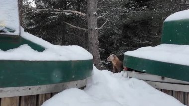 Kanada 'nın vahşi doğasında çam mermeri