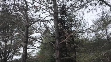 Kanada 'nın vahşi doğasında çam mermeri