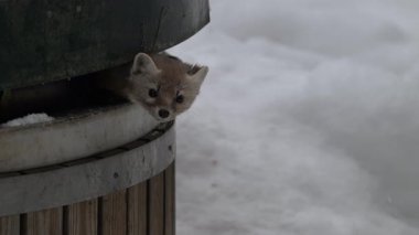 Kanada 'nın vahşi doğasında çam mermeri