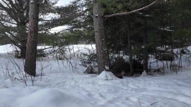 Kanada 'nın vahşi doğasında çam mermeri