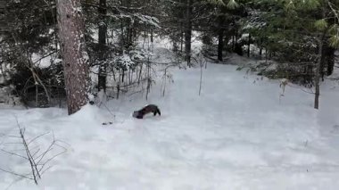 Kanada 'nın vahşi doğasında çam mermeri