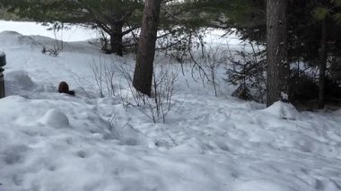 Kanada 'da mermer mustelid