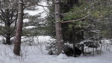 Kanada 'da mermer mustelid