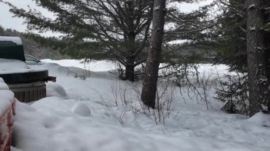 Kanada 'da mermer mustelid