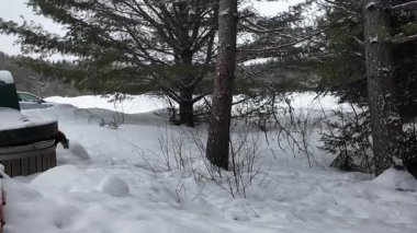 Kanada 'da mermer mustelid