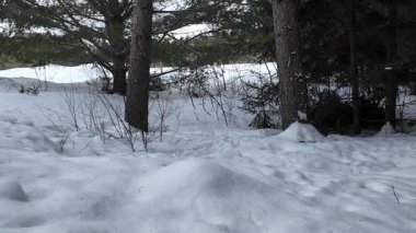 Kanada 'da mermer mustelid