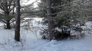 Kanada 'da mermer mustelid
