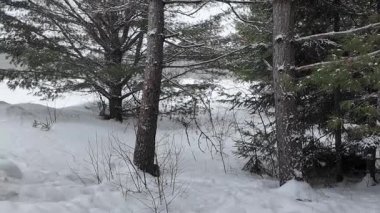 Kanada 'da mermer mustelid