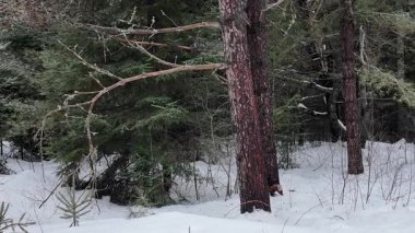 Kanada 'da mermer mustelid