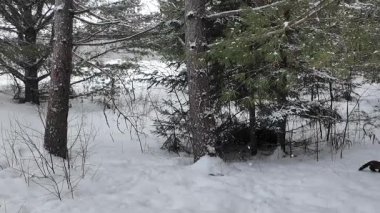 Kanada 'da mermer mustelid