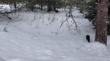 Kanada 'da Amerikan kestanesi