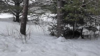 Kanada kışında mermer.