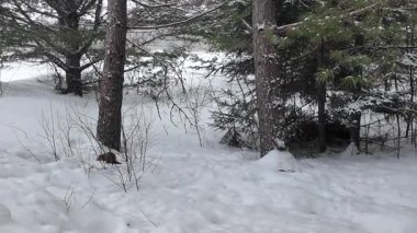 Kışın Amerikan kestanesi - Ontario, Kanada