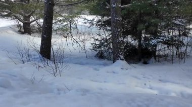 Kışın Amerikan kestanesi - Ontario, Kanada