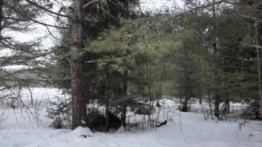 Kışın Amerikan kestanesi - Ontario, Kanada