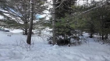 Kışın Amerikan kestanesi - Ontario, Kanada