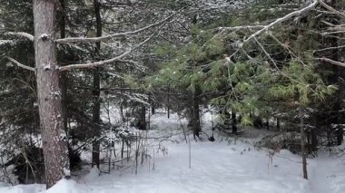 Kışın Amerikan kestanesi - Ontario, Kanada