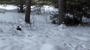 Kışın Amerikan kestanesi - Ontario, Kanada