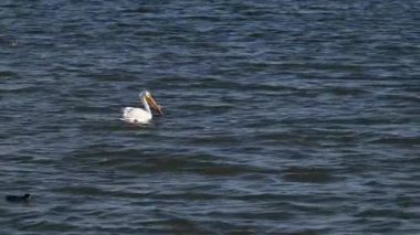 Güney Alberta 'da Pelikan