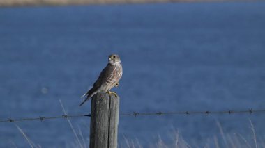 Merlin Alberta 'da bir çit direğinde