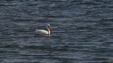 Güney Alberta 'da Pelikan