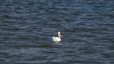 Güney Alberta 'da Pelikan