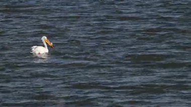 Güney Alberta 'da Pelikan
