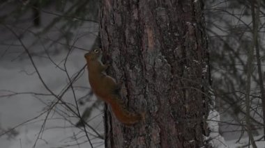 Ontario, Kanada 'da Kızıl Sincap
