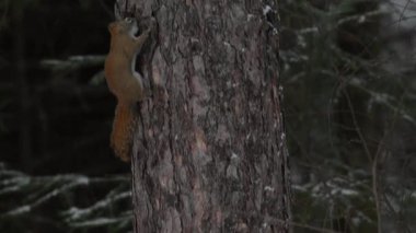 Ontario, Kanada 'da Kızıl Sincap