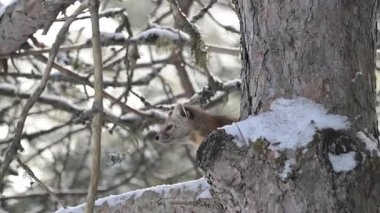 Ontario, Kanada 'da Kızıl Sincap