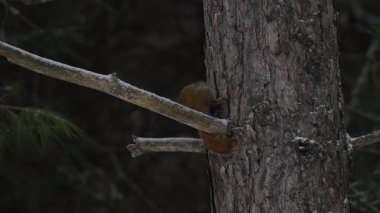 Ontario, Kanada 'da Kızıl Sincap
