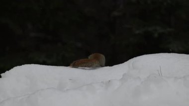Ontario, Kanada 'da Kızıl Sincap