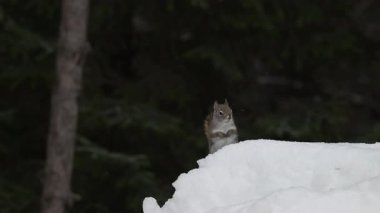 Ontario, Kanada 'da Kızıl Sincap