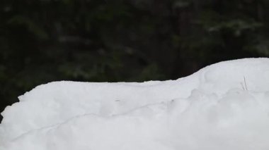 Ontario, Kanada 'da Kızıl Sincap