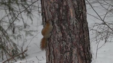 Ontario, Kanada 'da Kızıl Sincap