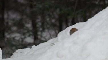 Ontario, Kanada 'da Kızıl Sincap