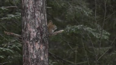 Ontario, Kanada 'da Kızıl Sincap