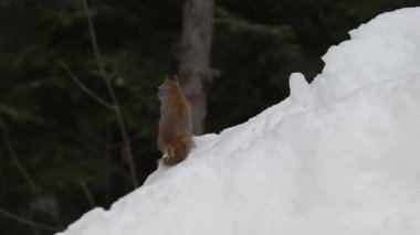 Ontario, Kanada 'da Kızıl Sincap