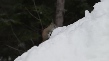 Ontario, Kanada 'da Kızıl Sincap