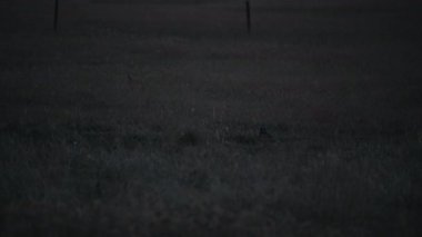 Alacakaranlıkta kısa kulaklı baykuş