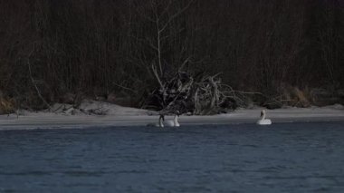 Kanada Kayalıklarında Kuğu