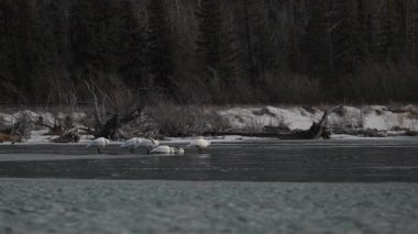 Kanada Kayalıklarında Kuğu