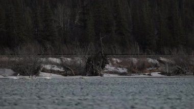 Kanada Kayalıklarında Kuğu