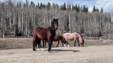 Alberta, Kanada 'da vahşi atlar