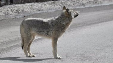 Kanada Kayalık Dağlarında Kurt