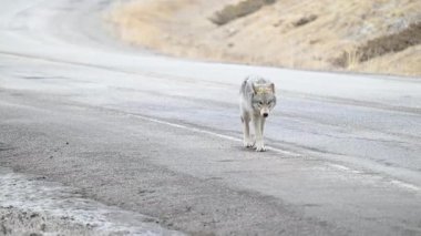 Kanada Kayalık Dağlarında Kurt