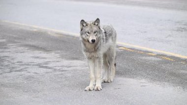 Kanada Kayalık Dağlarında Kurt