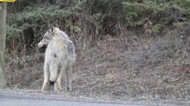 Kanada Kayalık Dağlarında Kurt